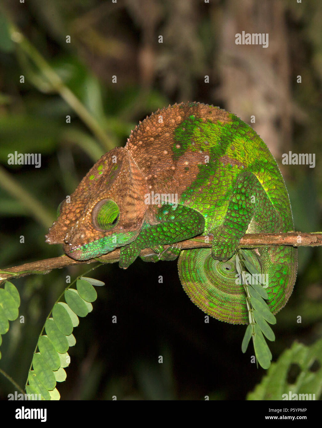 Pantherchamäleon, Madagaskar Stockfoto