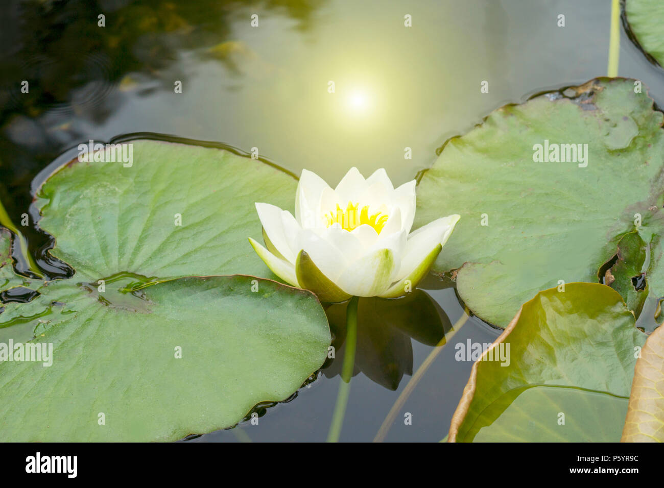 Schöne weiße Lotusblume auf einem See Stockfoto
