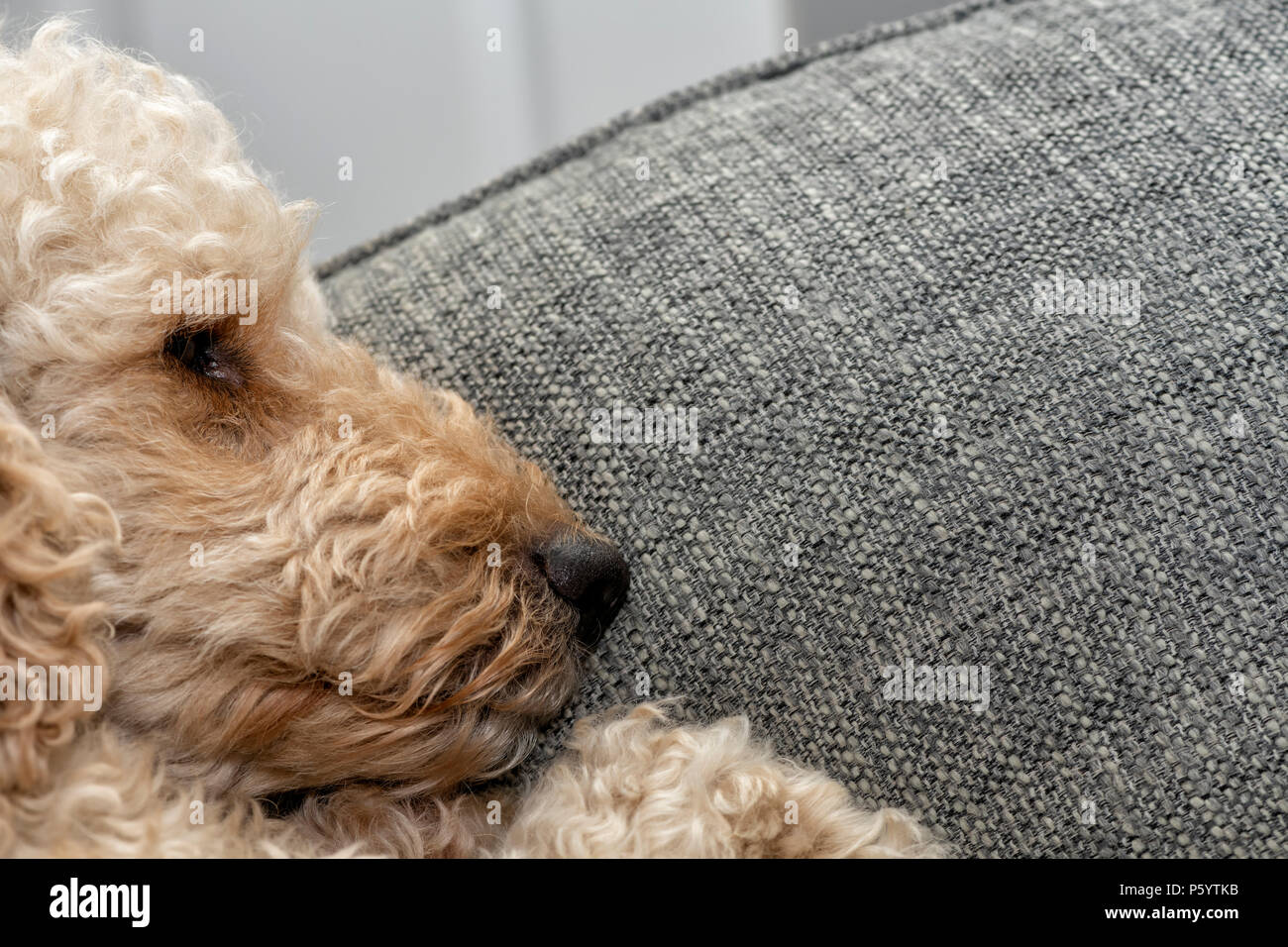 Beige schlafend mit dem Kopf auf einem Kissen bunte Hund Stockfoto