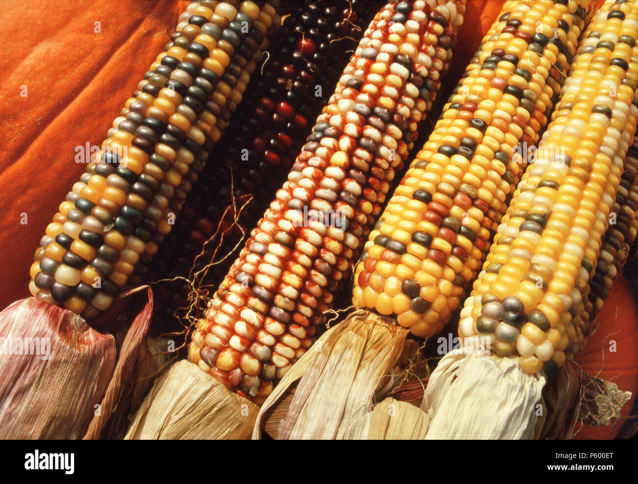 Mais, oder indischen Mais. Foto Stockfoto