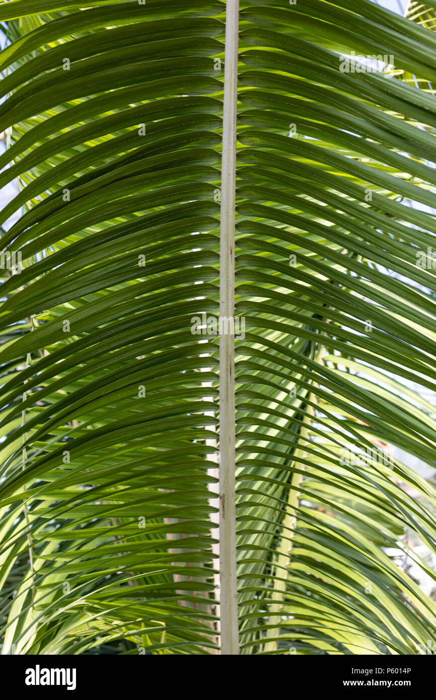 Nahaufnahme von einer großen Palme grünes Blatt. Stockfoto