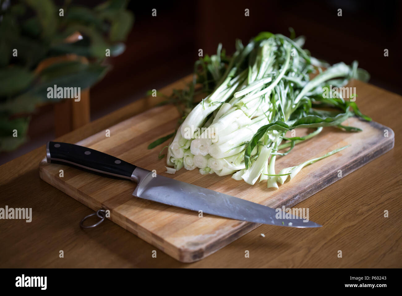 Katalonien Chicorée oder puntarelle in Italienisch, auf Holzbrett mit Messer. Diese Art von chicorée ist ein traditionelles Gemüse in der römischen Küche verwendet. Stockfoto