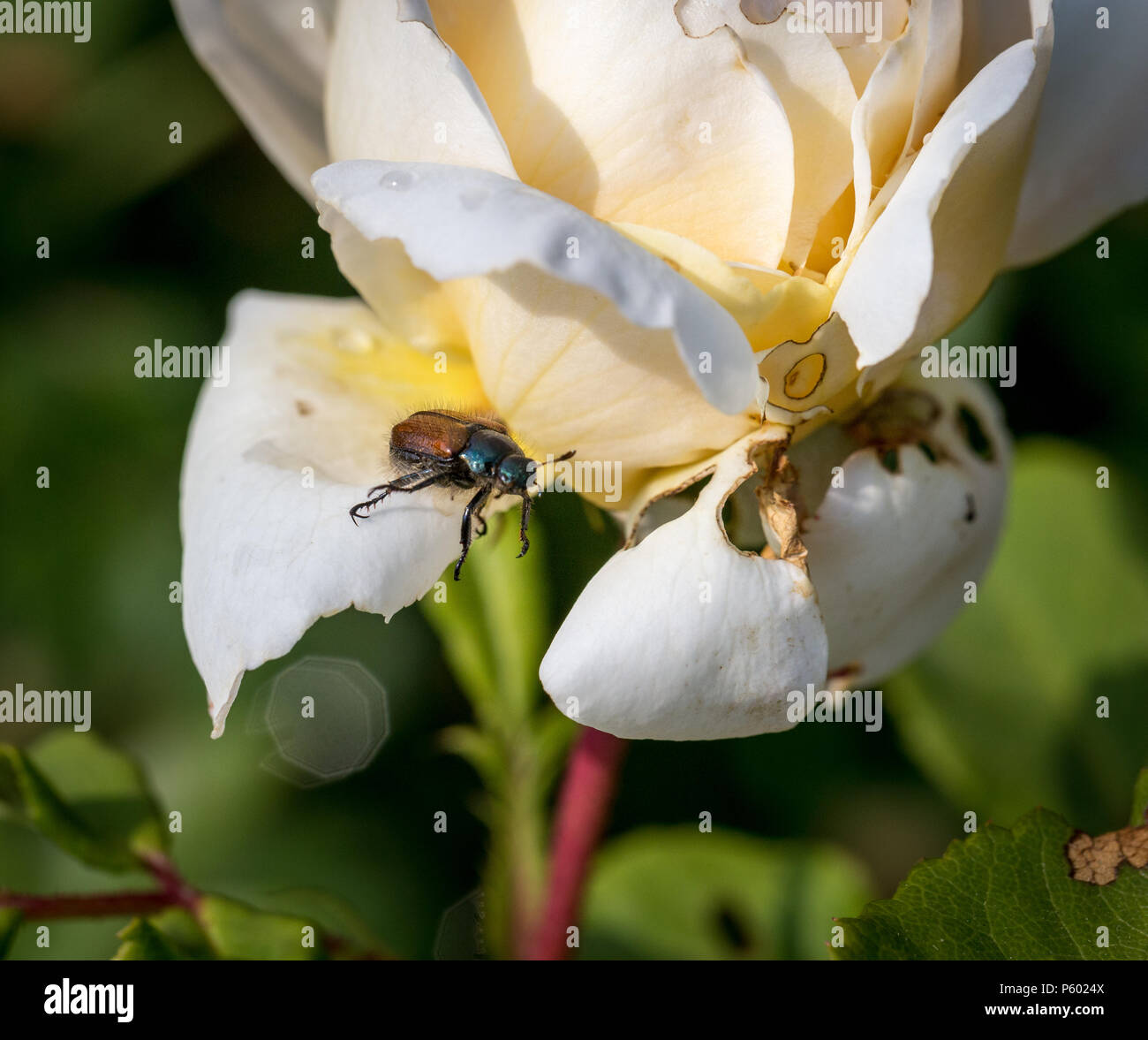 Ein Garten Käfer oder Juniper Käfer auf einem Blatt Stockfoto