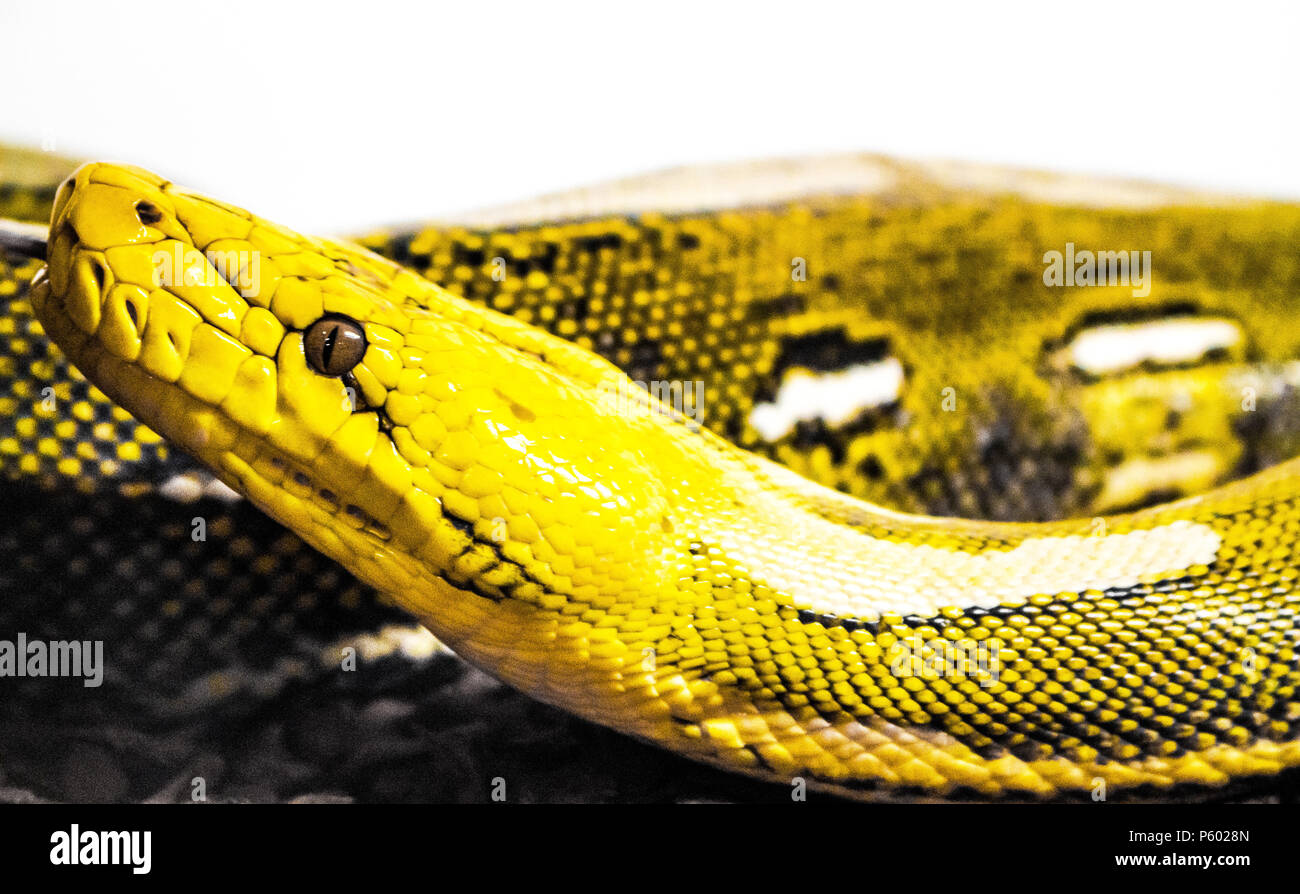 Gelbe Python vor einem weißen Hintergrund genommen Stockfoto