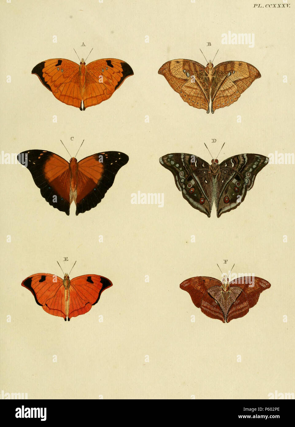 N/A. Platte CCXXXV (A, B), E, F (): "(Papilio) Isidora (=Zaretis isidora (Cramer, [1779]), iconotype), siehe Funet. Fotos von Schmetterlingen von Amerika. C, D:" (Papilio) Polibete' (=Doleschallia bisaltide polibete (Cramer, [1779])), siehe Funet. Fotos bei Barcode des Lebens. Auch auf der letzten Platte (234 D, E) und auf Platte 102 C, D als "(Papilio) Bisaltide'. E, F: Siehe A, B dieser Platte. . 1782. Pieter Cramer (1721 - 1776) und Caspar Stoll (zwischen 1725 und 1730 - 1791) 389 CramerAndStoll - uitlandsche Dessel Vol.3-pl 235 Stockfoto