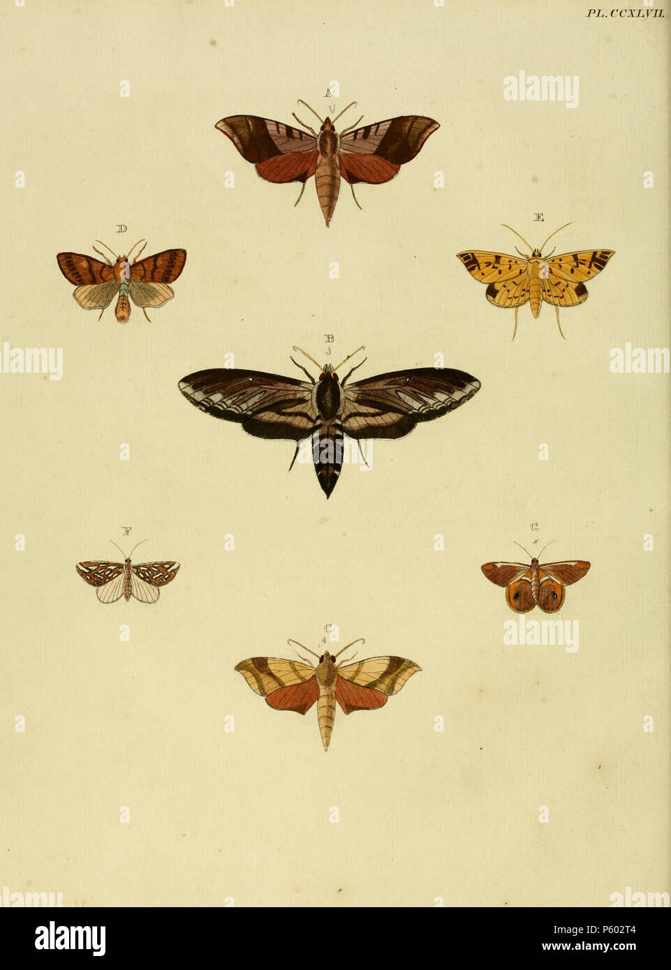 N/A. Platte CCXLVII EIN: "(Sphinx) Choerilus' (=Darapsa choerilus (Cramer, [1779])), siehe Funet. Auch auf Platte 87B als "(Sphinx) Pholus'. Fotos bei Barcode des Lebens. Im Register geschrieben 'CHAERILUS'. B:' (Sphinx) Gordius' (=Sphinx gordius Cramer, 1779, iconotype) finden Sie in der globalen Lepidoptera Namen Index, NHM und Funet. Fotos bei Barcode des Lebens. C:' (Sphinx) Myron' (=Darapsa myron (Cramer, [1779]), iconotype), siehe Funet. Fotos bei Barcode des Lebens. D:" (Phalaena) Emmedonia' (=Agrochola helvola (Linnaeus, 1758)), siehe Funet. Fotos bei Barcode des Lebens. E:' (Phalaena) Amando' (=Syllepte ein Stockfoto
