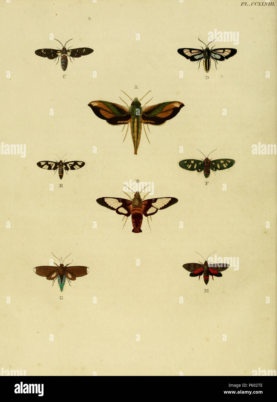 N/A. Platte CCXLVIII EIN: "(Sphinx) Acteus' (=Pergesa acteus (Cramer, [1779]), iconotype), siehe Funet. Fotos bei Barcode des Lebens. B:' (Sphinx) Pelasgus' (=Hemaris thysbe (Fabricius, 1775)), siehe Funet. Fotos bei Barcode des Lebens. C:' (Sphinx) Melanthus' (=Syntomeida melanthus (Cramer, [1779]), iconotype), siehe Funet. Foto bei Barcode des Lebens. Auch auf Platte 286 B. D:' (Sphinx) Enagrus' (=Autochloris enagrus (Cramer, 1780), iconotype) finden Sie in der globalen Lepidoptera Namen Index, NHM. Im Funet, Syn. Bombiliodes enagrus (Cramer, [1779]). E:' (Sphinx) Imaon' (=Syntomoides imaon (Cramer, [1. Stockfoto