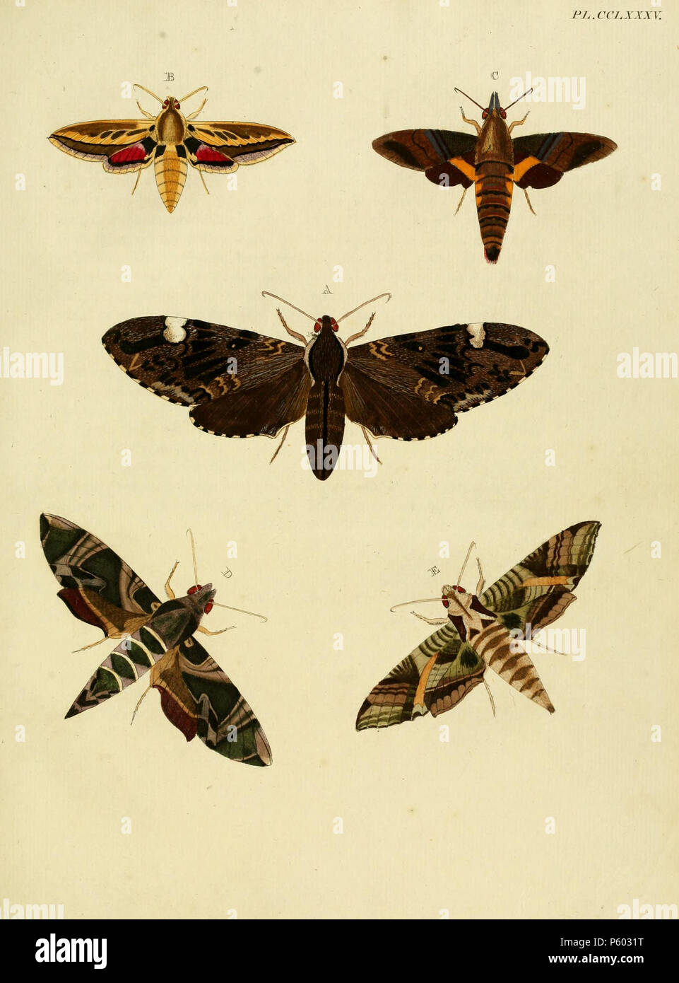 N/A. Platte CCLXXXV EIN: "(Sphinx) Menephron' (=Psilogramma menephron (Cramer, [1780]), iconotype), siehe Funet. Fotos bei Barcode des Lebens. B:' (Sphinx) Opheltes' (=Rhodafra opheltes (Cramer, [1780]), iconotype), siehe Funet. Fotos bei Barcode des Lebens. C:' (Sphinx) Faro' (=Macroglossum Faro (Cramer, [1780]), iconotype), siehe Funet. Fotos bei Barcode des Lebens. D: '(Sphinx) Hypothous' (=Daphnis hypothous (Cramer, [1780])), iconotype), siehe Funet. Fotos bei Barcode des Lebens. E:' (Sphinx) Eacus' (=Eumorpha megeacus (Hübner, [1819])), siehe Funet. Fotos bei Barcode des Lebens. . 1782. Pieter Cra Stockfoto