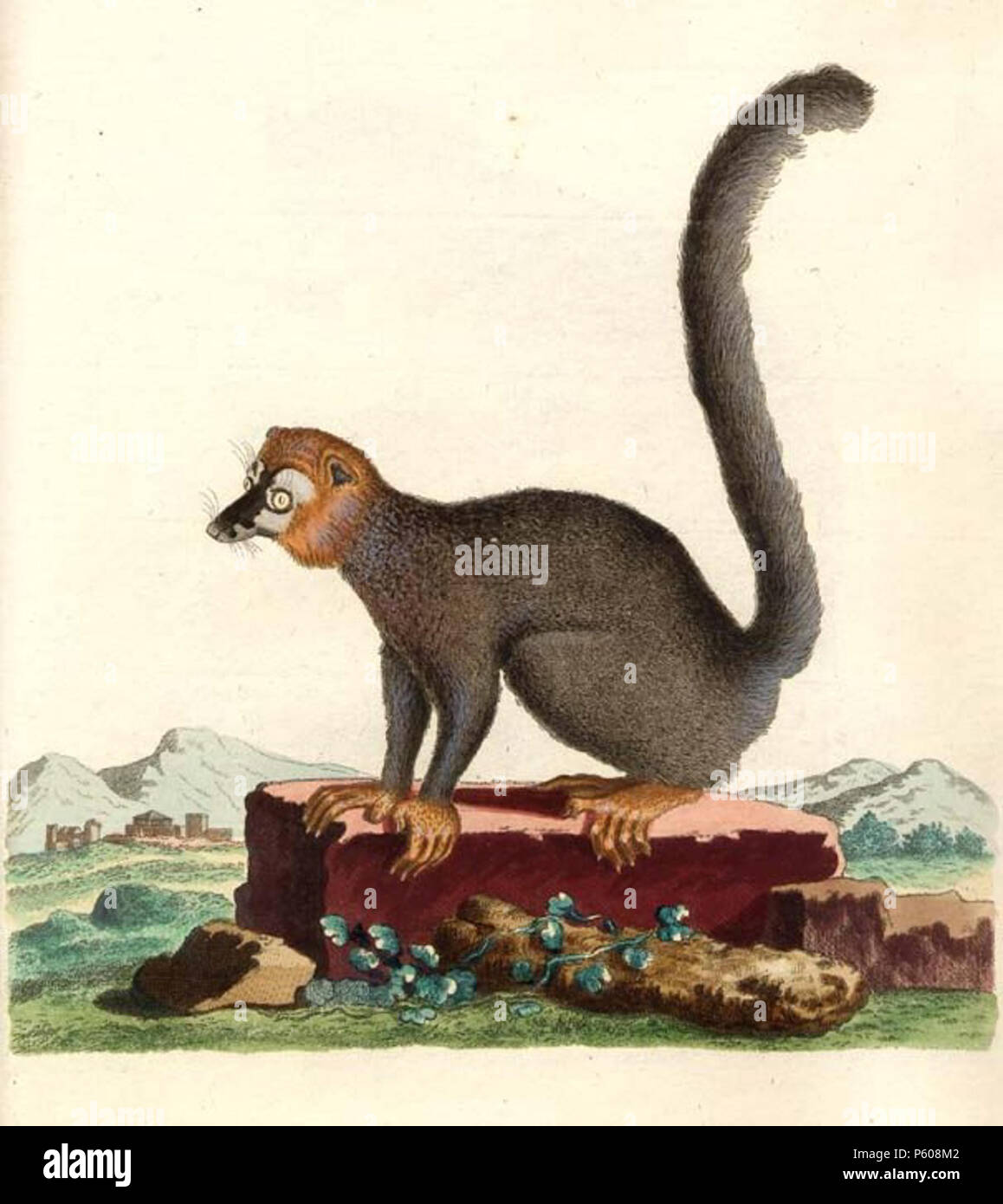 N/A. Eulemur mongoz, Platte von Schreber, Johann Christian Daniel von, Histoire Naturelle des quadrupèdes représentés d'après Nature. Tome III. Le phoque, Le Chien, Le Chat, le Désert, la Loutre, la Marte, l'Ours, le didelphe, la Taupe, la Souris, le hérisson ein Erlang, chez Wolfgang Walther, 1780. 1780. Johann Christian Daniel von Schreber 535 Eulemur mongoz Schreber Stockfoto