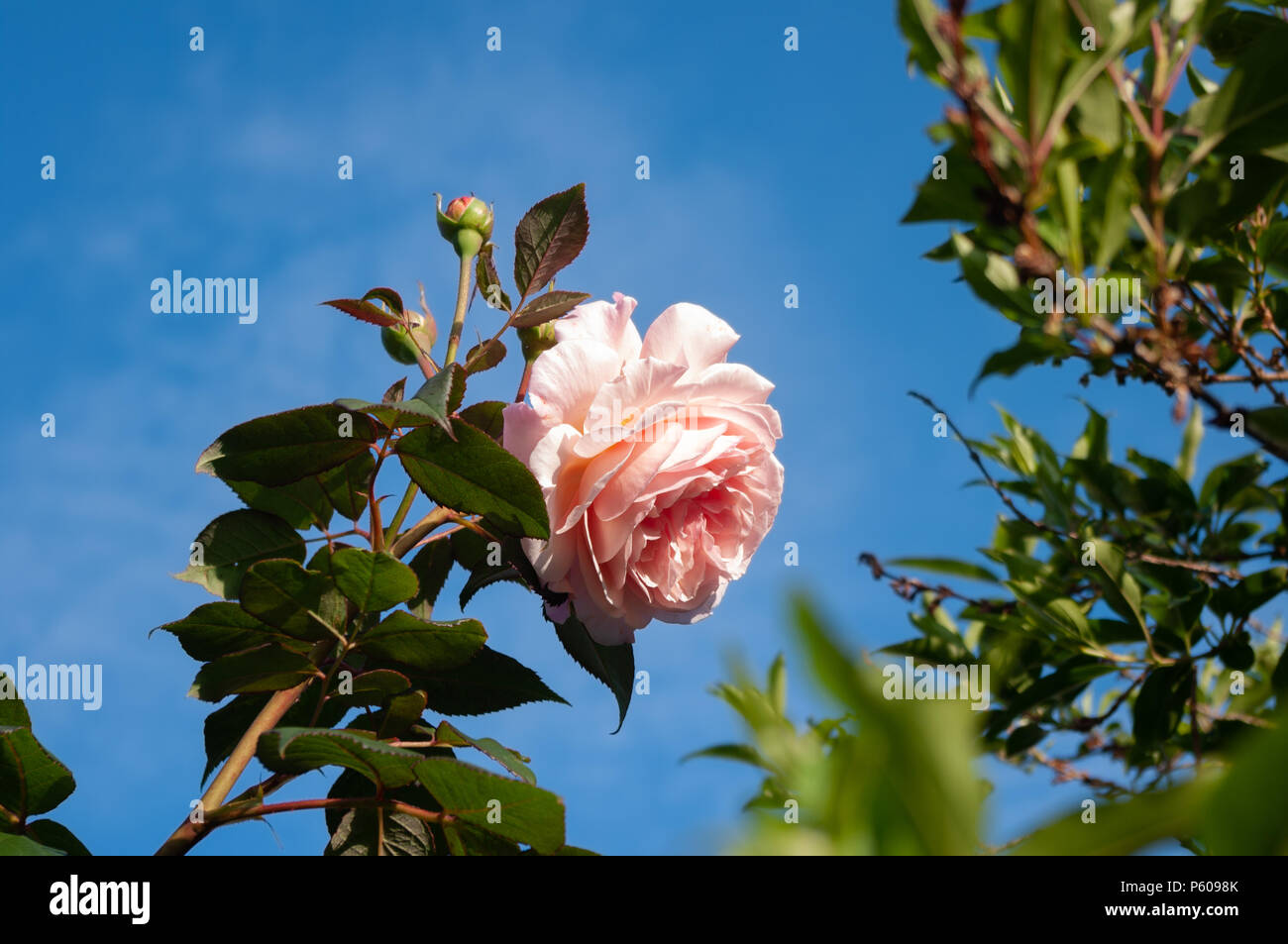 Rosa Rose und Knospen gegen den blauen Himmel. Stockfoto