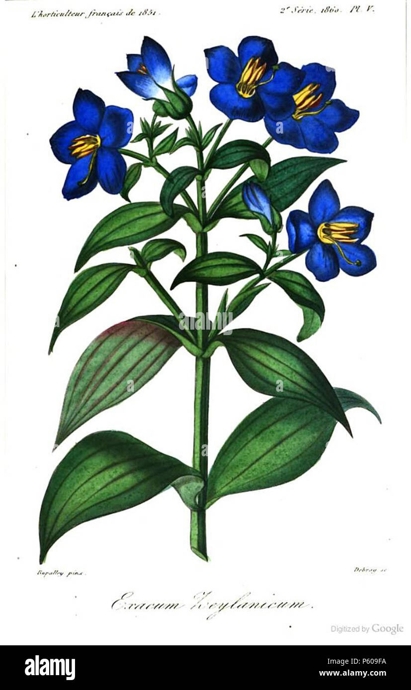N/A. Englisch: Von 'L'Horticulteur français de Mil huit Cent cinquante et un: Journal des Amateurs et des intérêts horticoles'-Platte. (1851-1872). François Hérincq (1820-1891) 537 Exacum Zeylanicum 00 Stockfoto