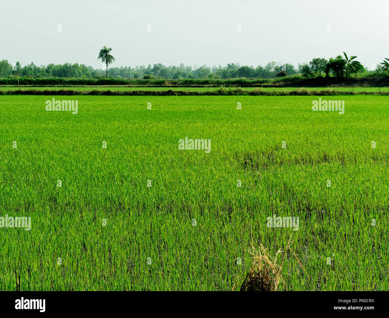 Junge grüne Rohreis Feld in Ayutthaya Provinz, zentralen Teil von Thailand, mit Himmel Hintergrund Stockfoto