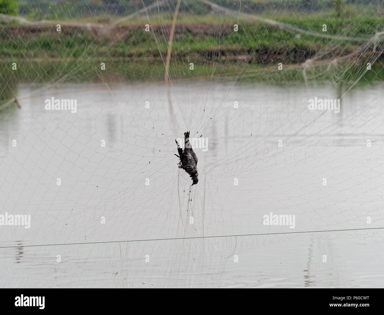 Tod heron Vogel von Fisch net nahe gelegenen Fischteich in der Fischzucht im ländlichen Gebiet gefangen Stockfoto