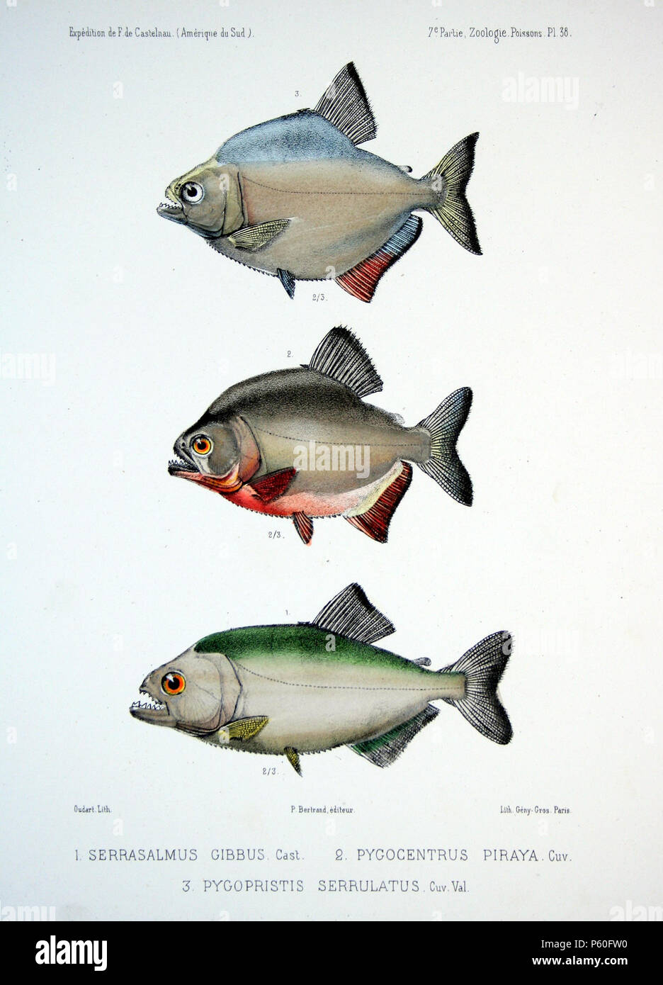 Serrasalmus Piraya Stockfotos und bilder Kaufen Alamy