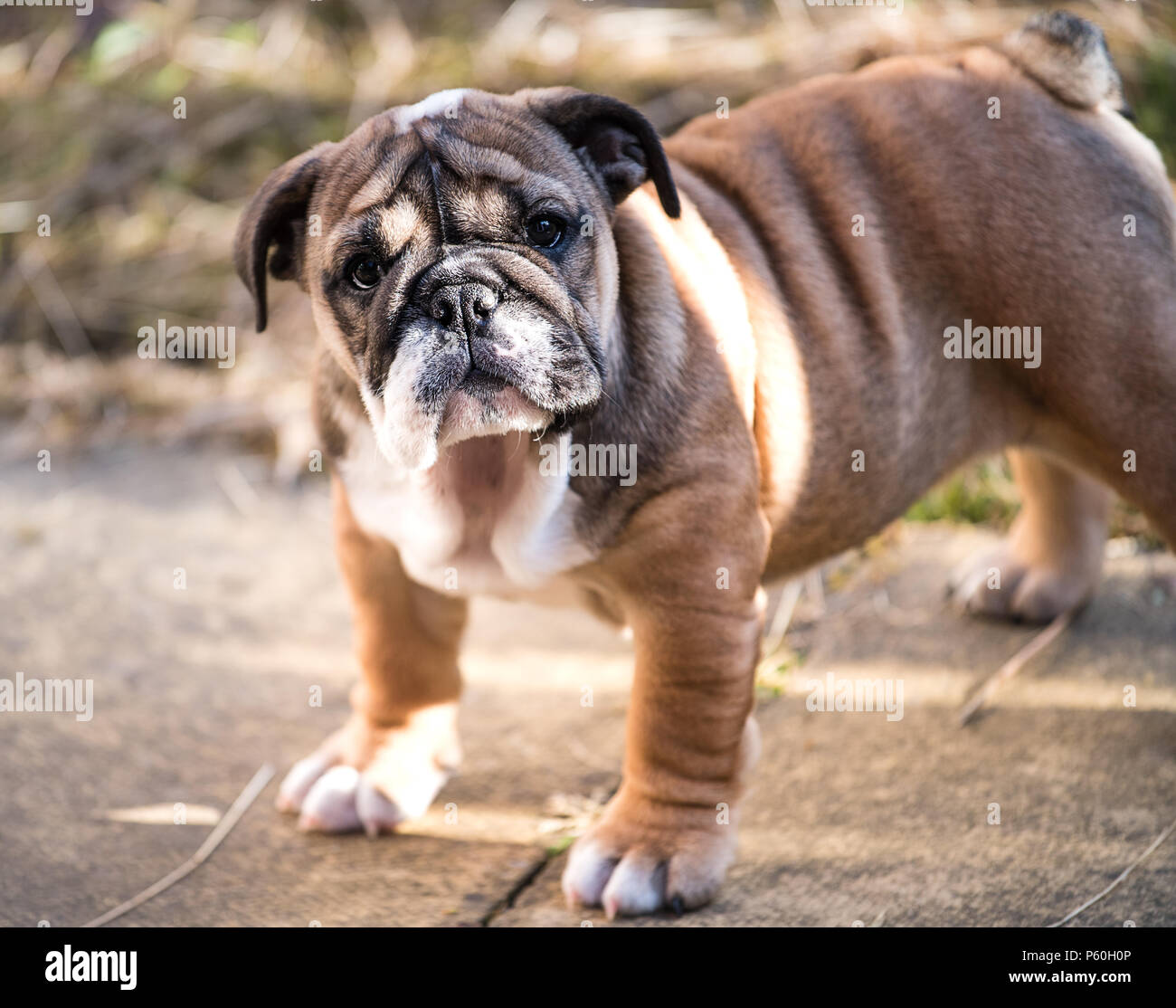 Rot und blac Englisch Bulldogge Welpen 3 Monate alt sitzen auf dem Gras Stockfoto