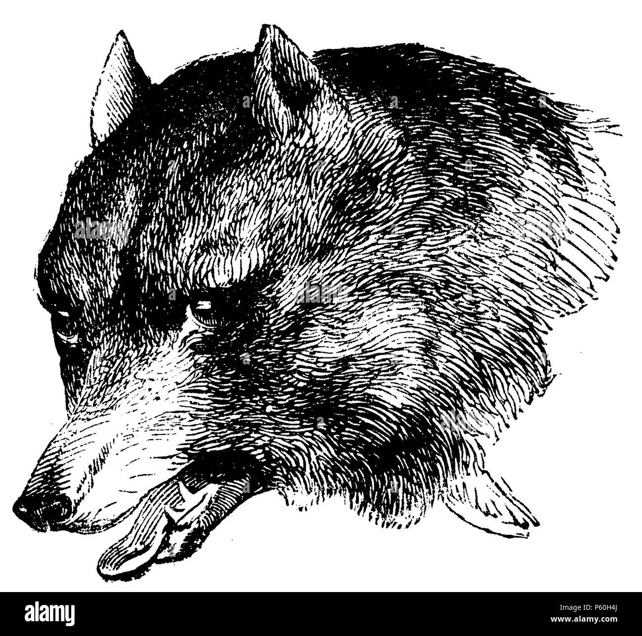 Wolf< Canis lupus > Portrait, anonym Stockfoto