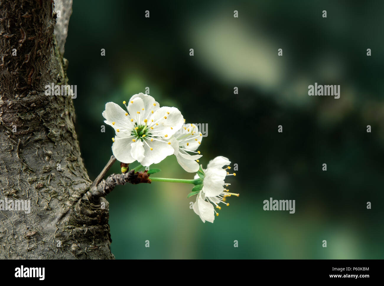 Weiße Blüten auf Der grüne Hintergrund Stockfoto