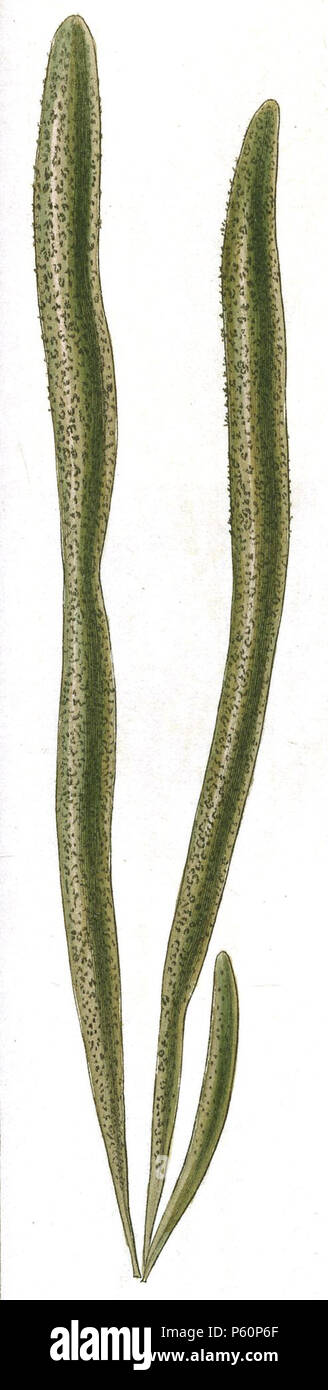 N/A. Asperococcus fistulosus, von Dictyoteae, Registerkarte "IX, gestochen von William Miller nach R K Greville von 'Algen Britannicae oder Beschreibungen der Marine und anderen Inarticulated Pflanzen von den Britischen Inseln zur Bestellung gehörenden Algen; mit Platten, die Veranschaulichung der Gattungen von Robert Kaye Greville" (Edinburgh: Machlachlen und Stewart, Edinburgh; und Baldwin und Cradock, London 1830). 3. April 2012. Algen britannicae Platte 9 ger von William Miller nach R K Greville.jpg: William Miller (1796-1882) Alternative Namen William Frederick ich Miller; William Frederick, ich Miller Beschreibung S Stockfoto