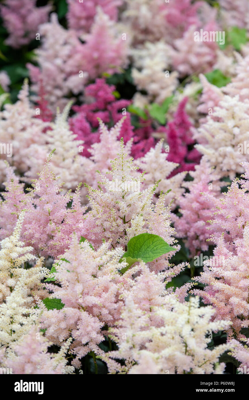 Astilbe 'Europa'. Falsche Spirea 'Europa' Blumen Stockfoto