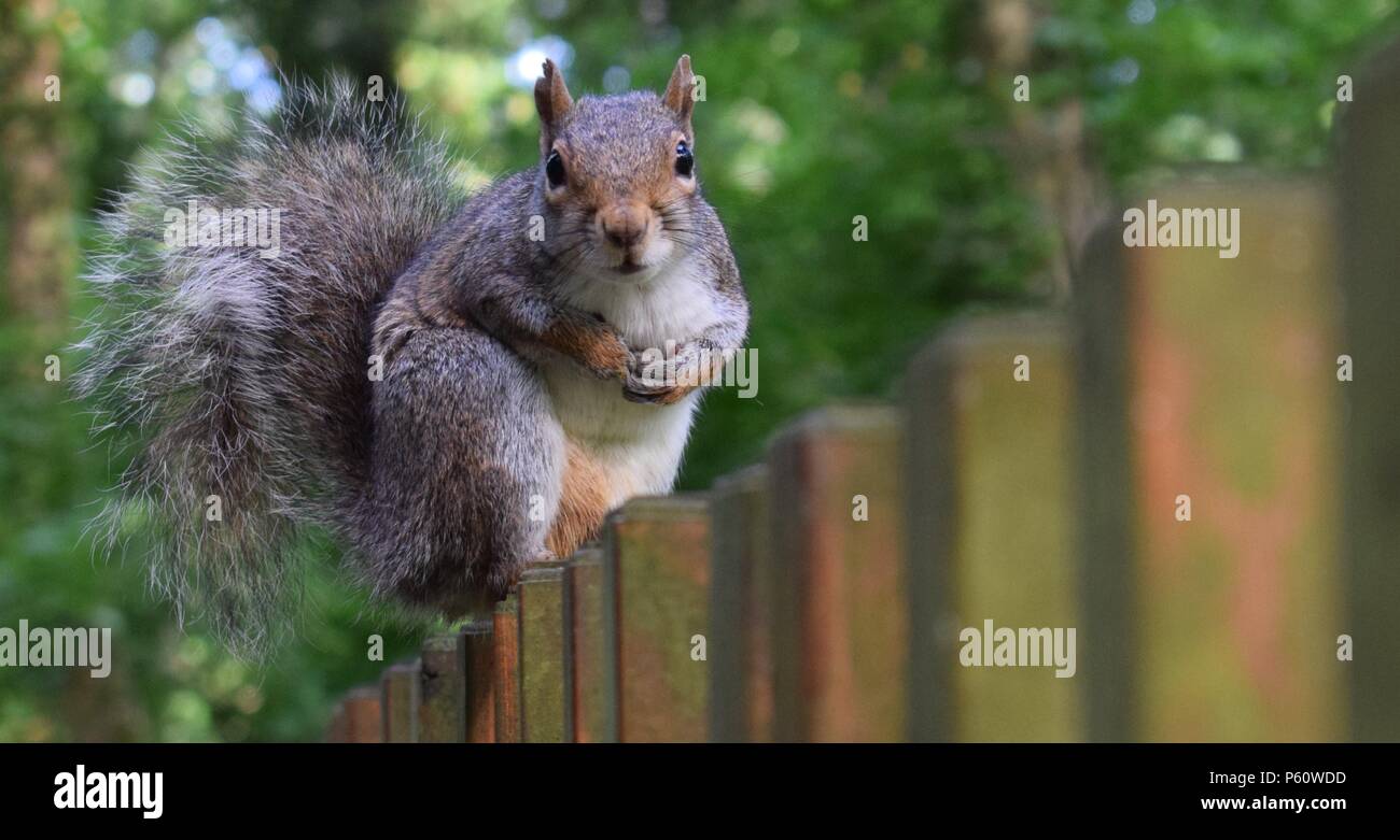 Bushy Tailed Eichhörnchen Stockfoto