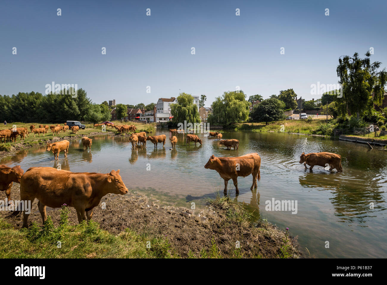 Sudbury, Suffolk, Großbritannien. 28. Juni 2018. UK Wetter - Rinder Halten kühl in den Fluss Stour, Suffolk. Stockfoto