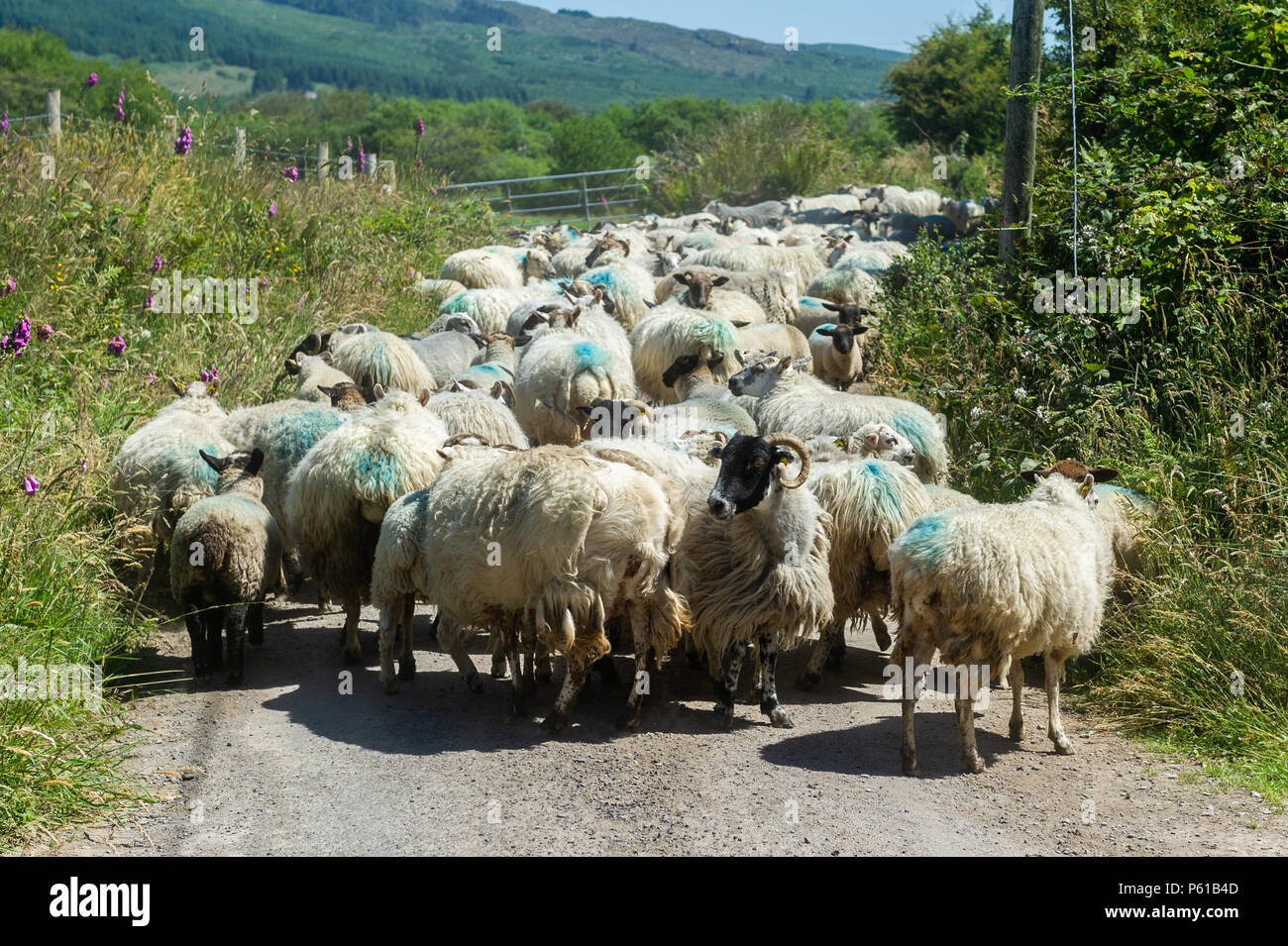 Ballydehob, Irland. 28 Juni, 2018. Auf einer weiteren unglaublich heißen Tag in Irland, eine Herde Schafe von der Station in Familienbesitz, warten Sie, bis die Scherung in Ballydehob Lisheenacreagh, bewegt zu werden. Die Temperaturen werden in den hohen 20von heute und morgen, sondern regen Prognose über das Wochenende und zu Beginn der nächsten Woche. Credit: Andy Gibson/Alamy Leben Nachrichten. Stockfoto