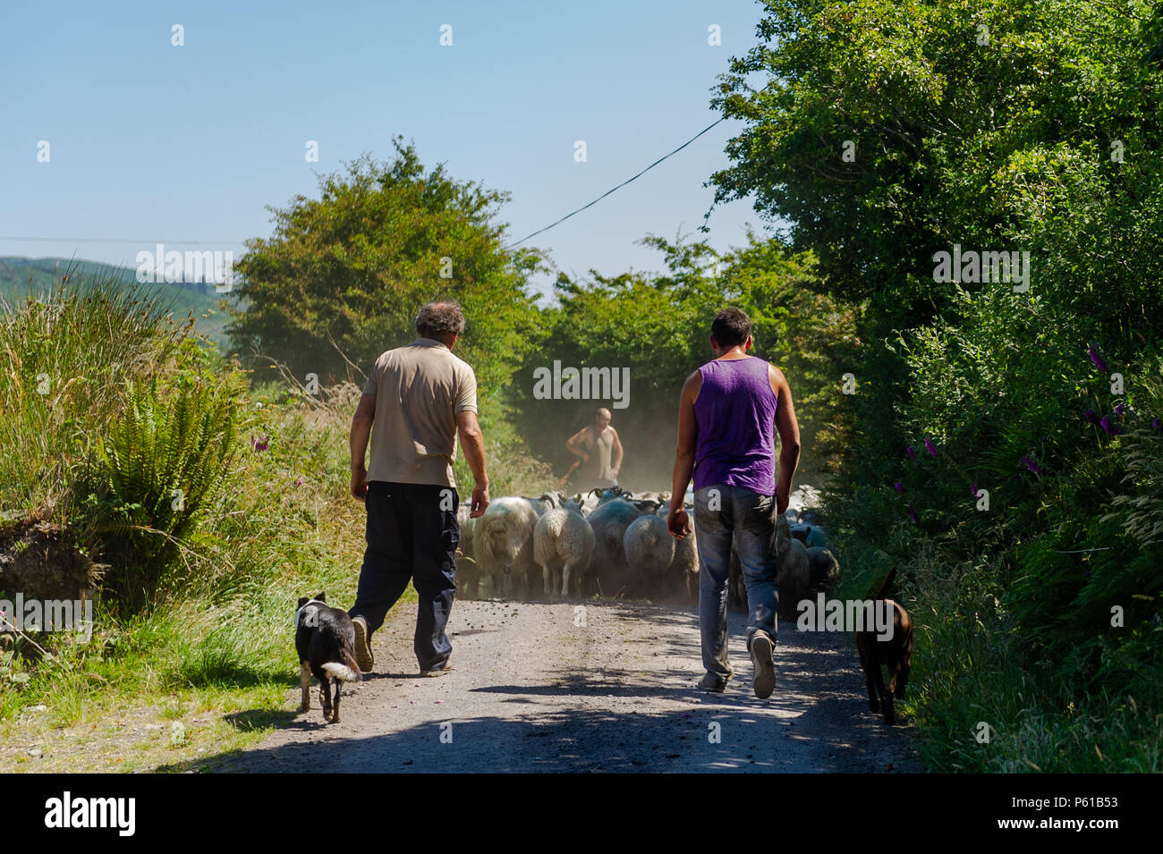 Ballydehob, Irland. 28 Juni, 2018. Auf einer weiteren unglaublich heißen Tag in Irland, eine Herde Schafe von der Station in Familienbesitz, sind für die Scherung in Lisheenacreagh, Ballydehob verschoben. Die Temperaturen werden in den hohen 20von heute und morgen, sondern regen Prognose über das Wochenende und zu Beginn der nächsten Woche. Credit: Andy Gibson/Alamy Leben Nachrichten. Stockfoto