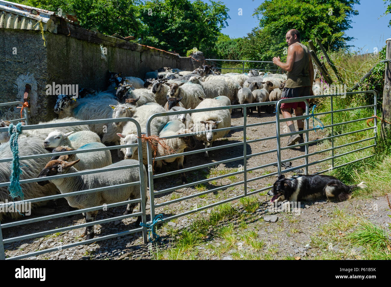 Ballydehob, Irland. 28 Juni, 2018. Auf einer weiteren unglaublich heißen Tag in Irland, 'Fly' der Hund und Don Ward die Lämmer aus der Mutterschafe in Vorbereitung auf Scherung in Lisheenacreagh, Ballydehob. Die Temperaturen werden in den hohen 20von heute und morgen, sondern regen Prognose über das Wochenende und zu Beginn der nächsten Woche. Credit: Andy Gibson/Alamy Leben Nachrichten. Stockfoto