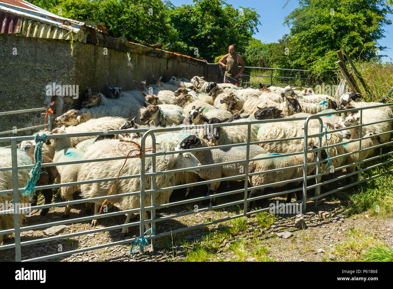 Ballydehob, Irland. 28 Juni, 2018. Auf einer weiteren unglaublich heißen Tag in Irland, Don Ward bereitet Lämmer von den Schafen zu trennen für Scherung in Lisheenacreagh, Ballydehob. Die Temperaturen werden in den hohen 20von heute und morgen, sondern regen Prognose über das Wochenende und zu Beginn der nächsten Woche. Credit: Andy Gibson/Alamy Leben Nachrichten. Stockfoto