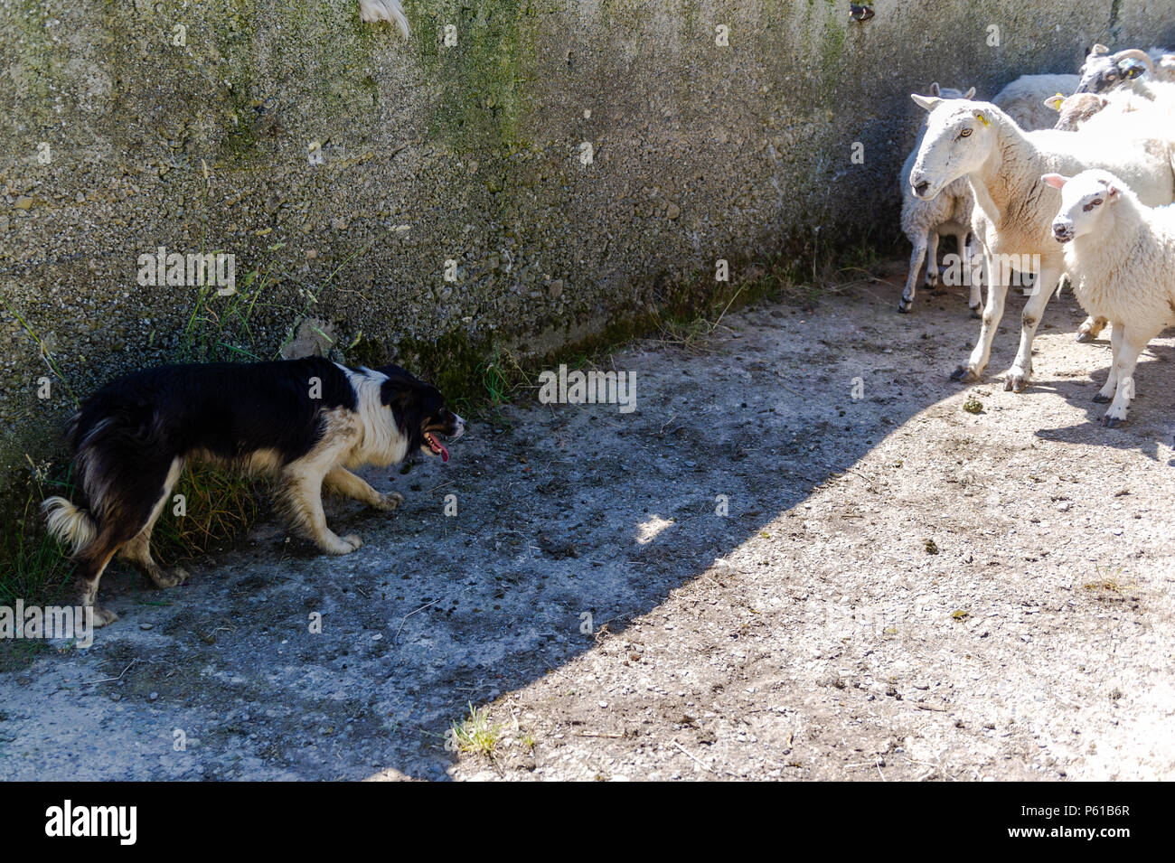 Ballydehob, Irland. 28 Juni, 2018. Auf einer weiteren unglaublich heißen Tag in Irland, "Fliegen" der Schäferhund trennt die Lämmer von mutterschafe für Scherung in Lisheenacreagh, Ballydehob. Die Temperaturen werden in den hohen 20von heute und morgen, sondern regen Prognose über das Wochenende und zu Beginn der nächsten Woche. Credit: Andy Gibson/Alamy Leben Nachrichten. Stockfoto