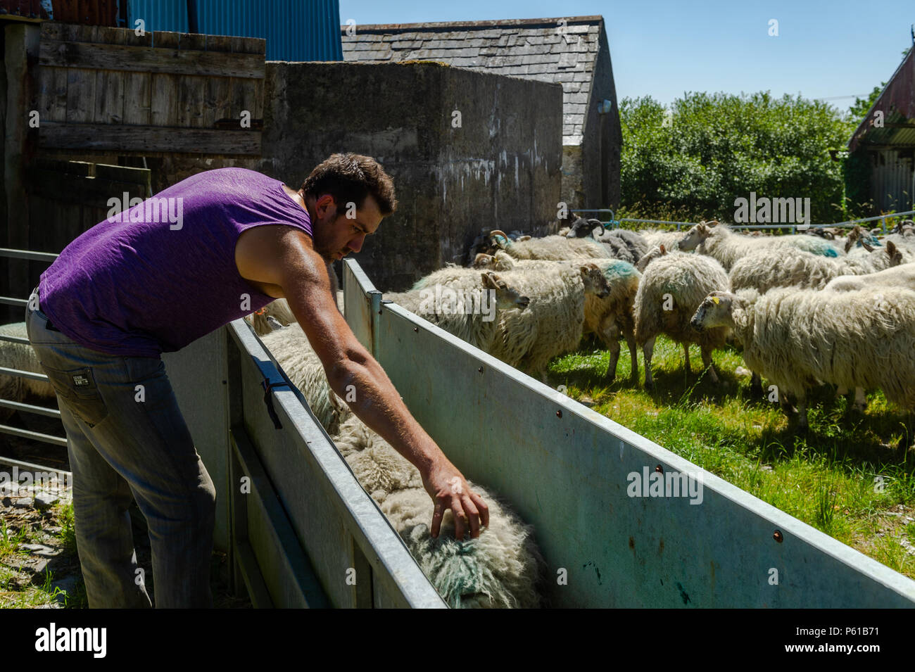 Ballydehob, Irland. 28 Juni, 2018. Auf einer weiteren unglaublich heißen Tag in Irland, John Ward trennt die Lämmer aus der Mutterschafe in Vorbereitung auf Scherung in Lisheenacreagh, Ballydehob. Die Temperaturen werden in den hohen 20von heute und morgen, sondern regen Prognose über das Wochenende und zu Beginn der nächsten Woche. Credit: Andy Gibson/Alamy Leben Nachrichten. Stockfoto
