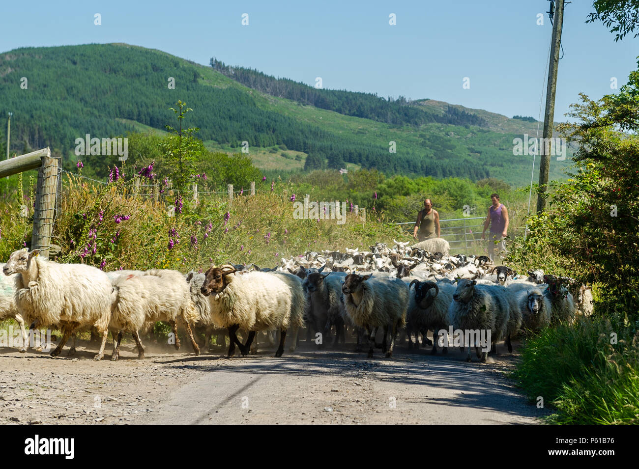 Ballydehob, Irland. 28 Juni, 2018. Auf einer weiteren unglaublich heißen Tag in Irland, John und Don Ward bewegen die Mutterschafe in Vorbereitung auf Scherung in Lisheenacreagh, Ballydehob. Die Temperaturen werden in den hohen 20von heute und morgen, sondern regen Prognose über das Wochenende und zu Beginn der nächsten Woche. Credit: Andy Gibson/Alamy Leben Nachrichten. Stockfoto