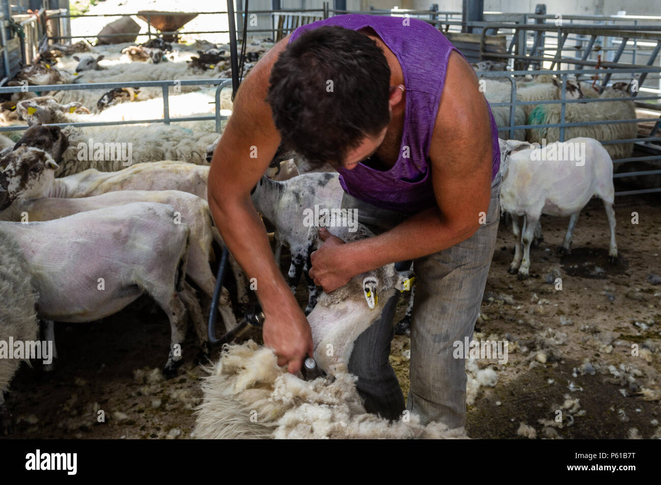 Ballydehob, Irland. 28 Juni, 2018. Auf einer weiteren unglaublich heißen Tag in Irland, John Ward Schere ein Schaf in Lisheenacreagh, Ballydehob. Die Temperaturen werden in den hohen 20von heute und morgen, sondern regen Prognose über das Wochenende und zu Beginn der nächsten Woche. Credit: Andy Gibson/Alamy Leben Nachrichten. Stockfoto