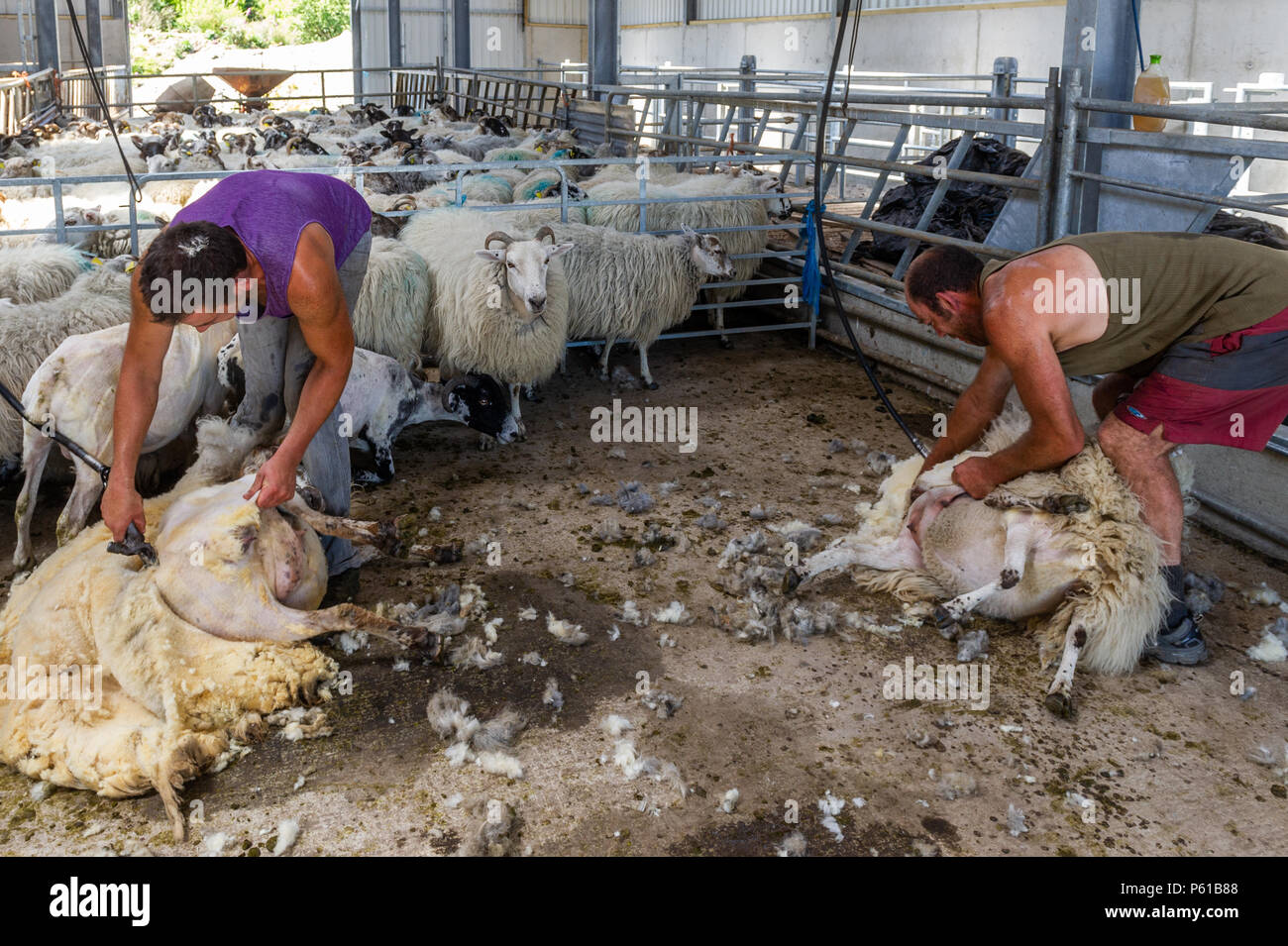 Ballydehob, Irland. 28 Juni, 2018. Auf einer weiteren unglaublich heißen Tag in Irland, John und Don Ward scheren Schafe in Lisheenacreagh, Ballydehob. Die Temperaturen werden in den hohen 20von heute und morgen, sondern regen Prognose über das Wochenende und zu Beginn der nächsten Woche. Credit: Andy Gibson/Alamy Leben Nachrichten. Stockfoto