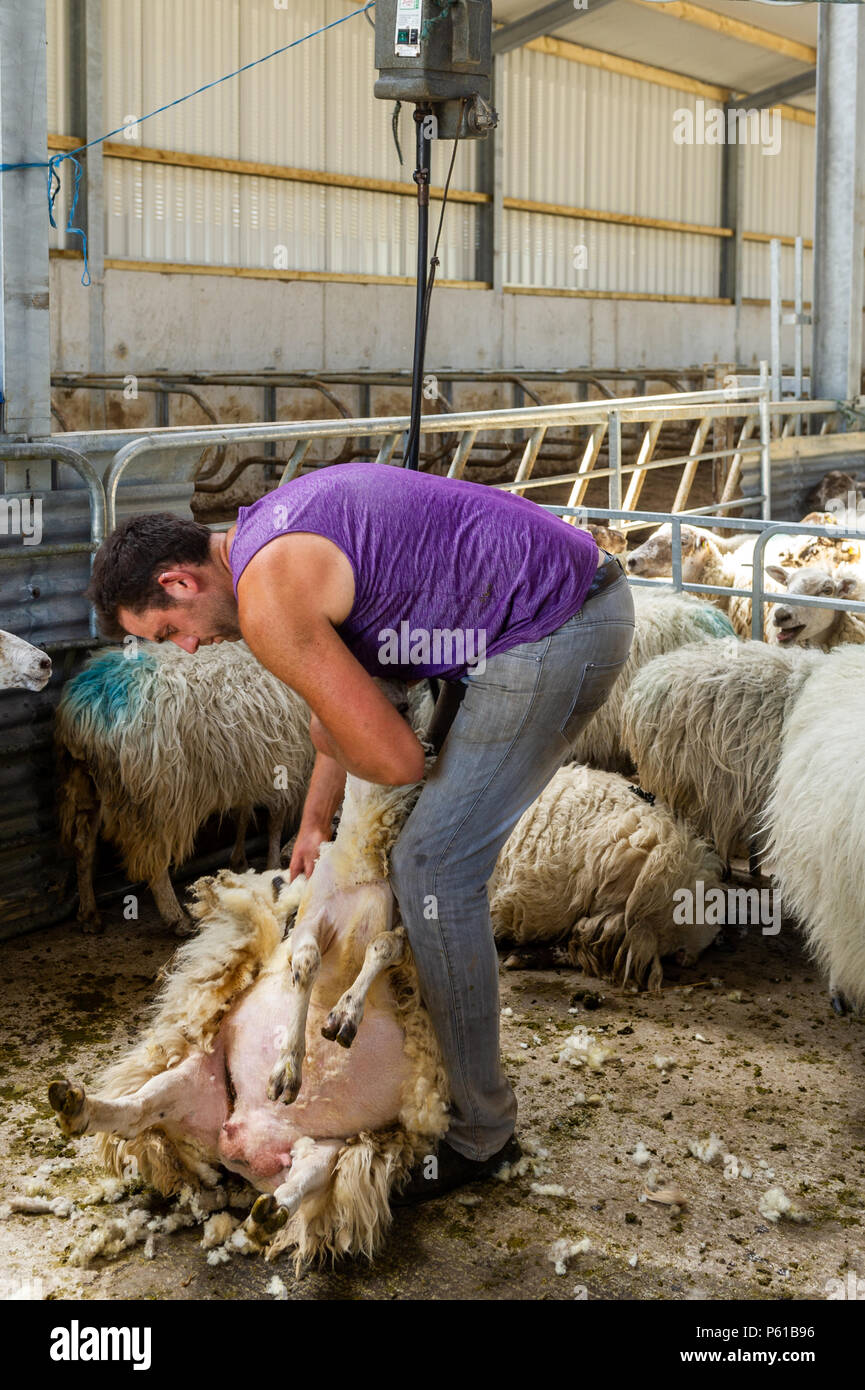 Ballydehob, Irland. 28 Juni, 2018. Auf einer weiteren unglaublich heißen Tag in Irland, John Ward Schere ein Schaf in Lisheenacreagh, Ballydehob. Die Temperaturen werden in den hohen 20von heute und morgen, sondern regen Prognose über das Wochenende und zu Beginn der nächsten Woche. Credit: Andy Gibson/Alamy Leben Nachrichten. Stockfoto