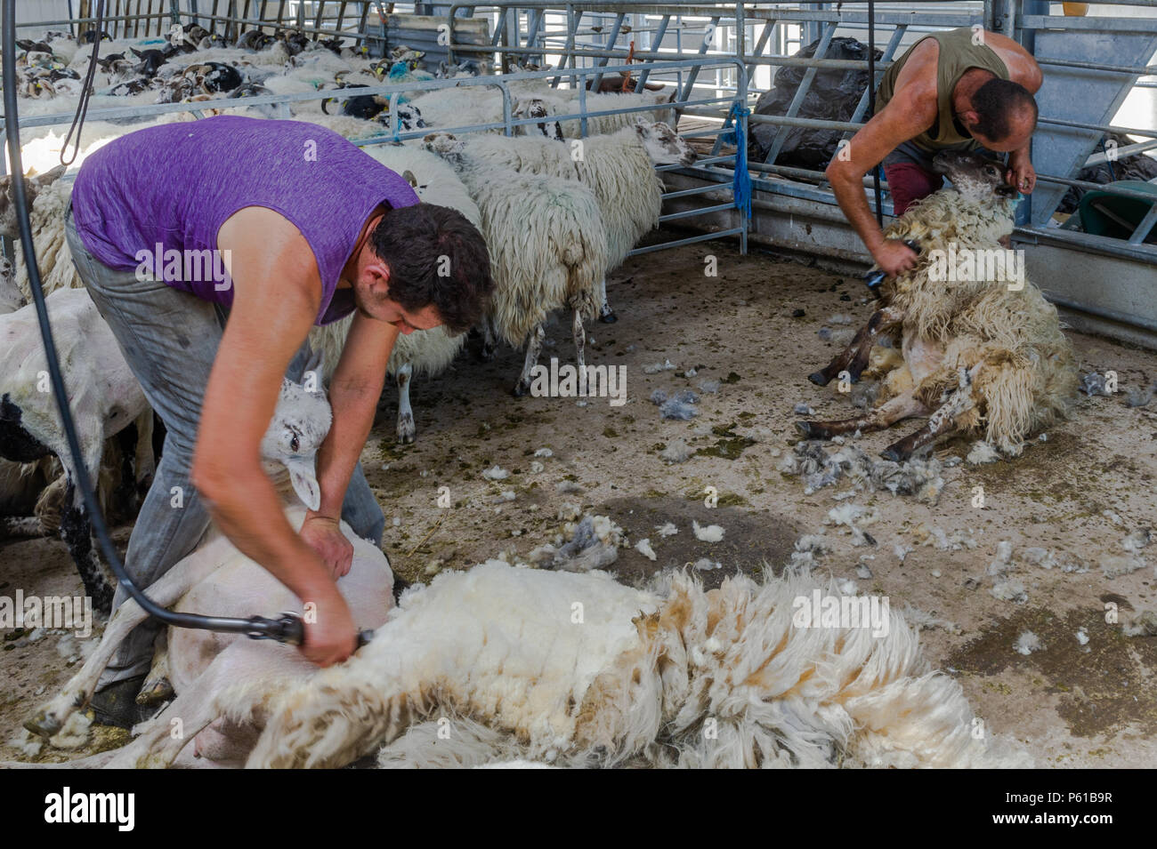 Ballydehob, Irland. 28 Juni, 2018. Auf einer weiteren unglaublich heißen Tag in Irland, John und Don Ward scheren Schafe in Lisheenacreagh, Ballydehob. Die Temperaturen werden in den hohen 20von heute und morgen, sondern regen Prognose über das Wochenende und zu Beginn der nächsten Woche. Credit: Andy Gibson/Alamy Leben Nachrichten. Stockfoto