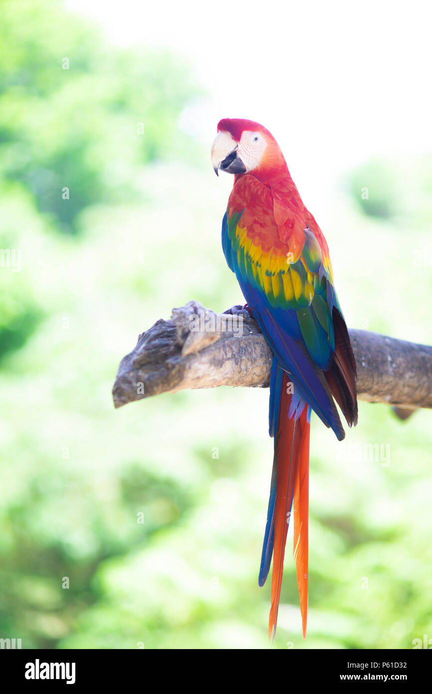 Schöne bunte Papagei Ara tropischen Vogel auf Natur Hintergrund  Stockfotografie - Alamy