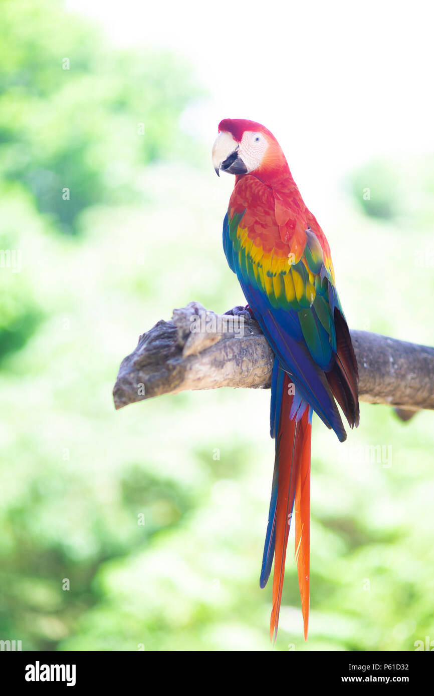 Schone Bunte Papagei Ara Tropischen Vogel Auf Natur Hintergrund Stockfotografie Alamy