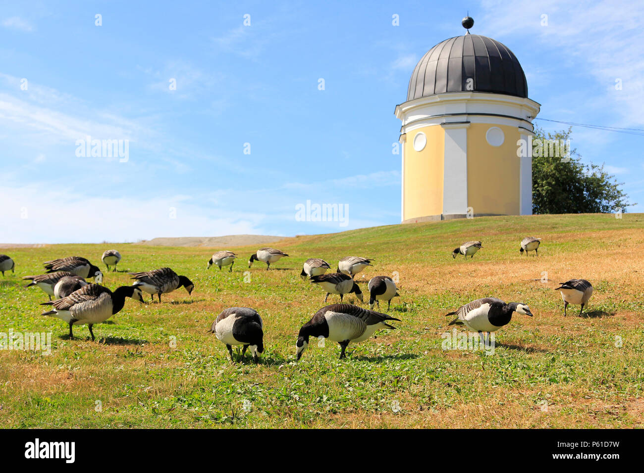 Nonnengänse, Branta leucopsis Weiden im Park Kaivopuisto, Helsinki, Ursa Observatorium im Hintergrund zu sehen. Helsinki, Finnland - 27. Juni 2018. Stockfoto