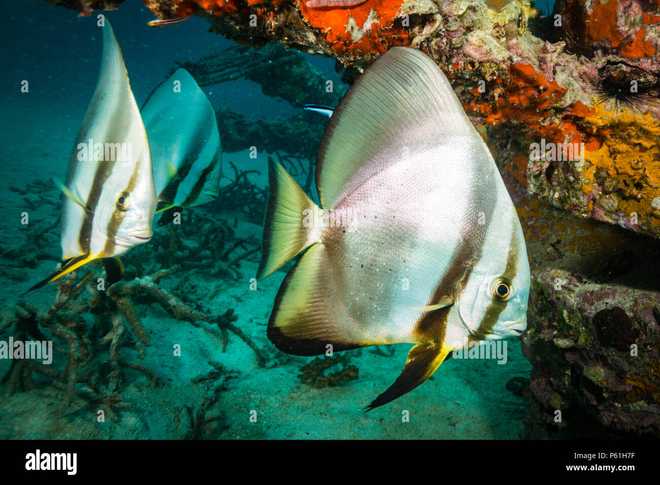 Fledermausfische am Korallenriff von Koh Tao Stockfoto