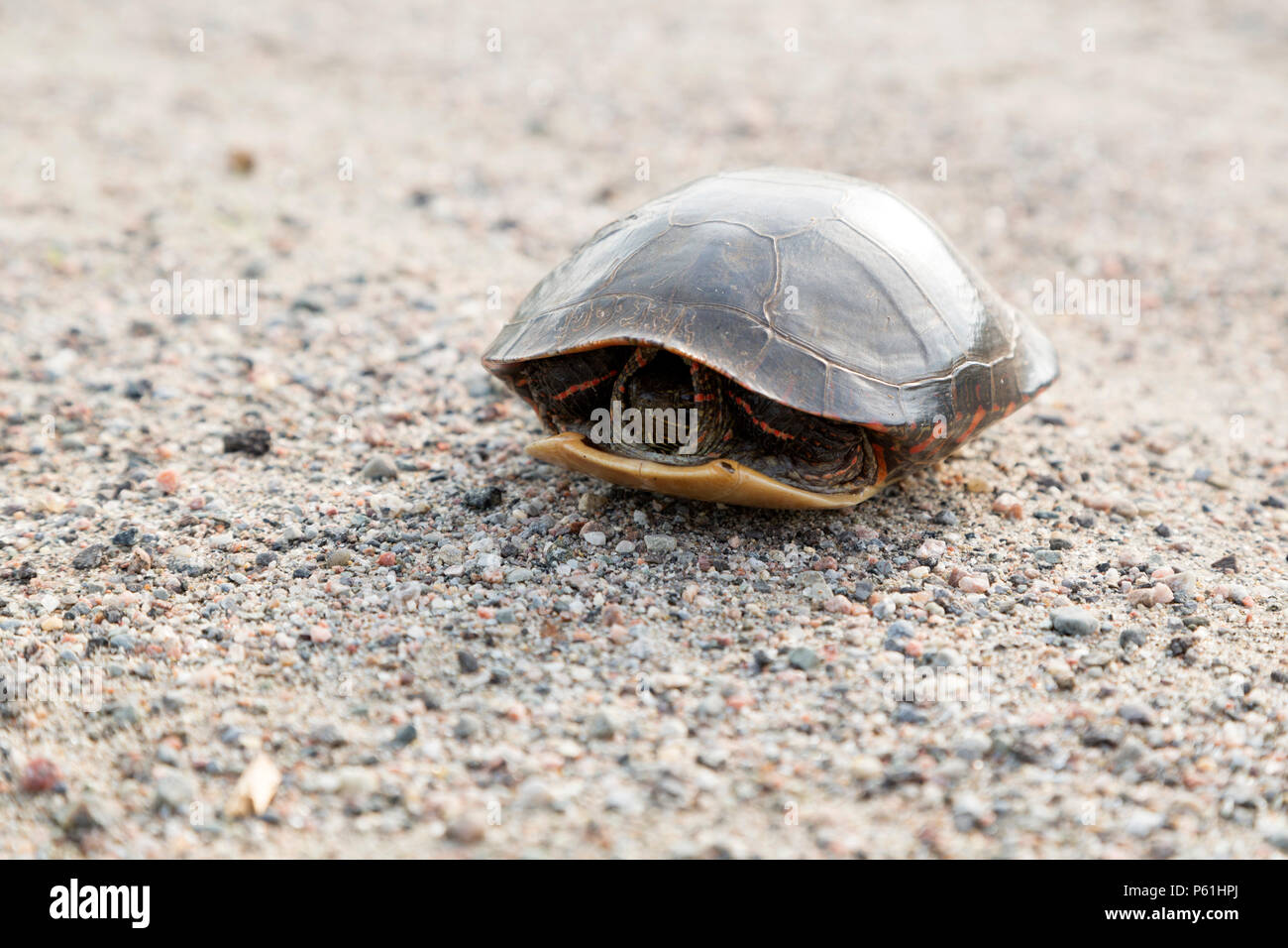 Eine gemalte Schildkröte (Chrysemys picta) auf einer Straße in Ontario, Kanada. Die Schildkröte hat in seine Shell zurückgezogen. Stockfoto