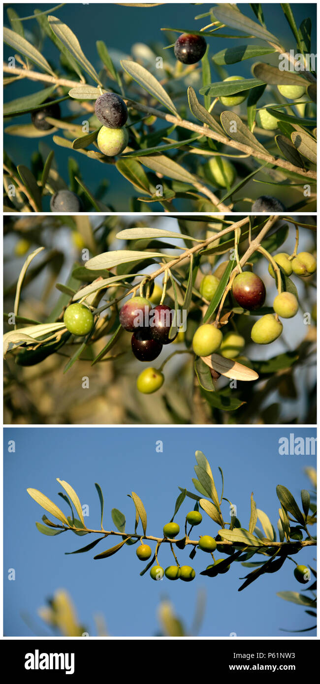 Aufnahme eines Olivenbaums hautnah Stockfoto