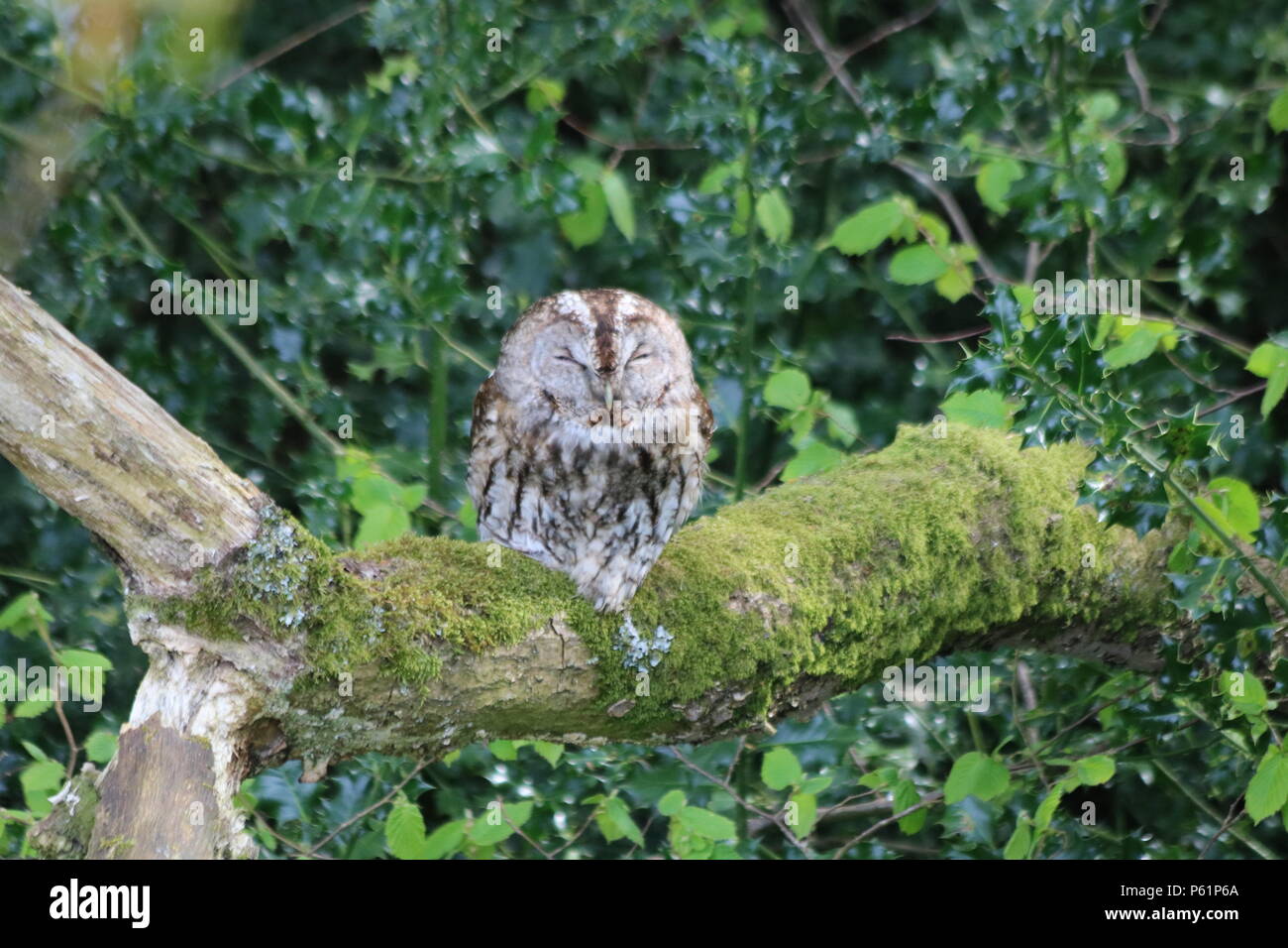 Waldkauz oder braune Eule (Strix aluco), der auf einem Baum gehockt, North West England, Vereinigtes Königreich. Stockfoto