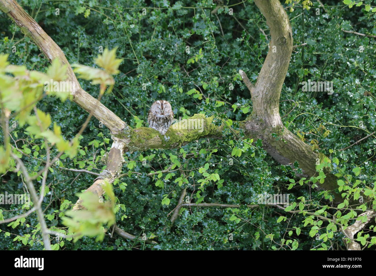 Waldkauz oder braune Eule (Strix aluco), der auf einem Baum gehockt, North West England, Vereinigtes Königreich. Stockfoto