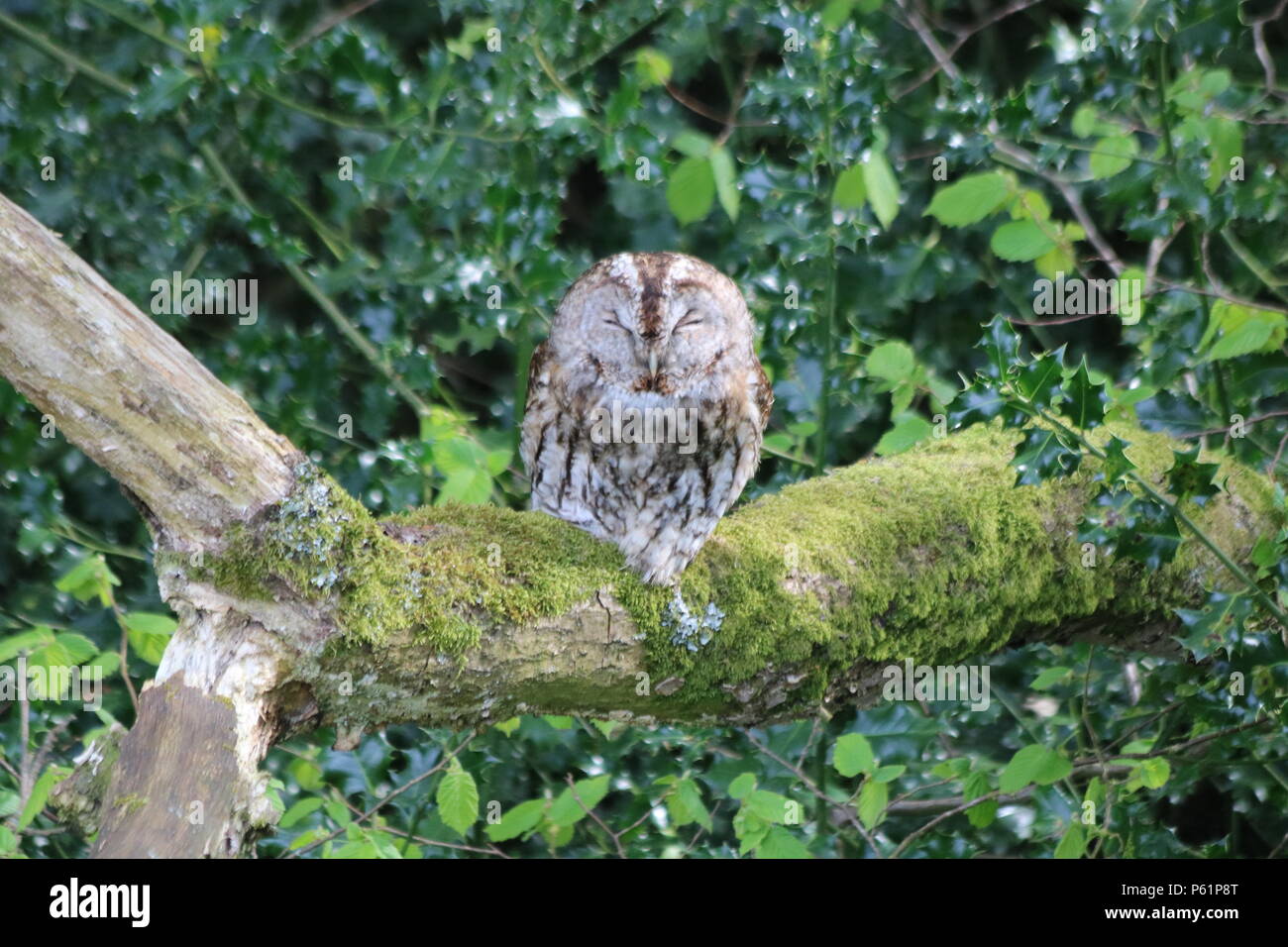 Waldkauz oder braune Eule (Strix aluco), der auf einem Baum gehockt, North West England, Vereinigtes Königreich. Stockfoto