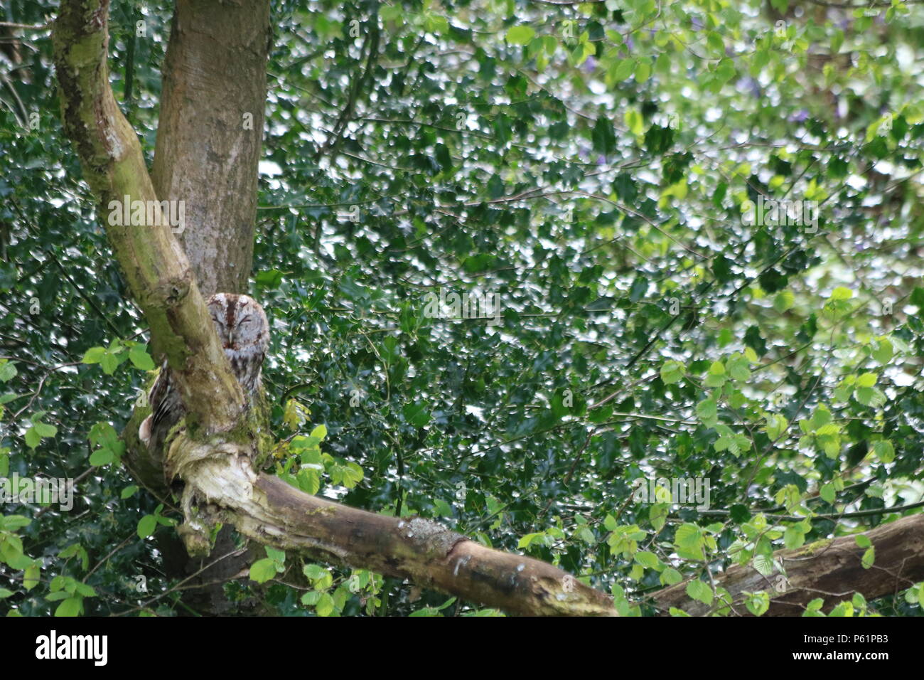 Waldkauz oder braune Eule (Strix aluco), der auf einem Baum gehockt, North West England, Vereinigtes Königreich. Stockfoto