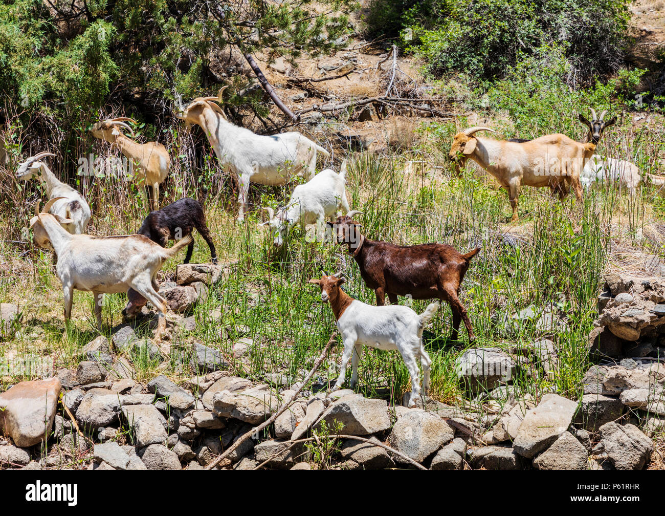 Herde von Ziegen am Arkansas River; Salida, Colorado, USA Stockfoto