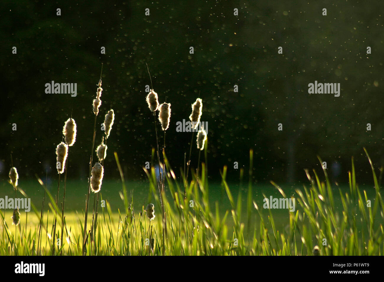 Ende Sommer Blick vom See, mit cattail Samen verbreiten sich in der Luft Stockfoto