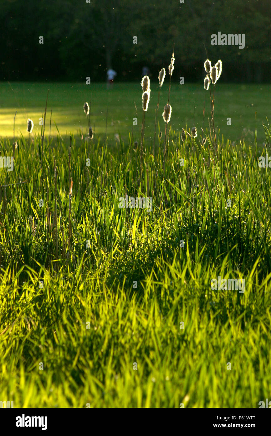 Ende Sommer Blick vom See, mit cattail Samen verbreiten sich in der Luft Stockfoto