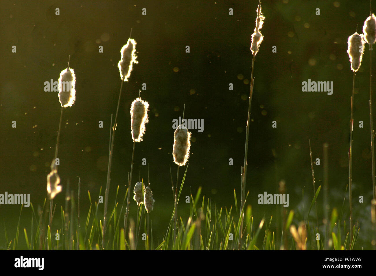 Ende Sommer Blick vom See, mit cattail Samen verbreiten sich in der Luft Stockfoto